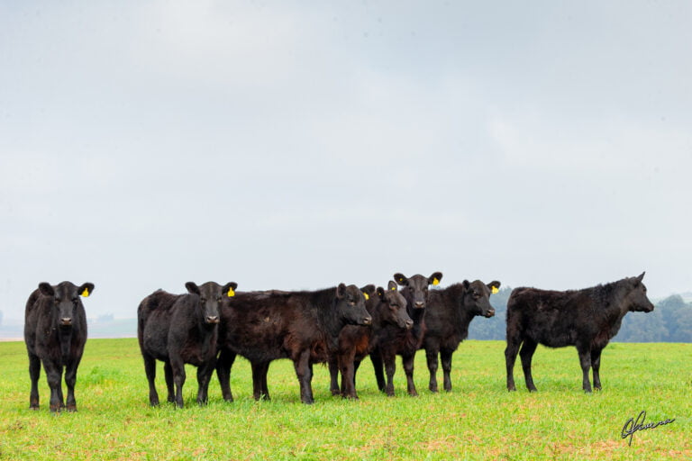 GRO_8473 - Ilustrativas La Coxilha_Foto Gabriel Olivera_Ag. El Campo