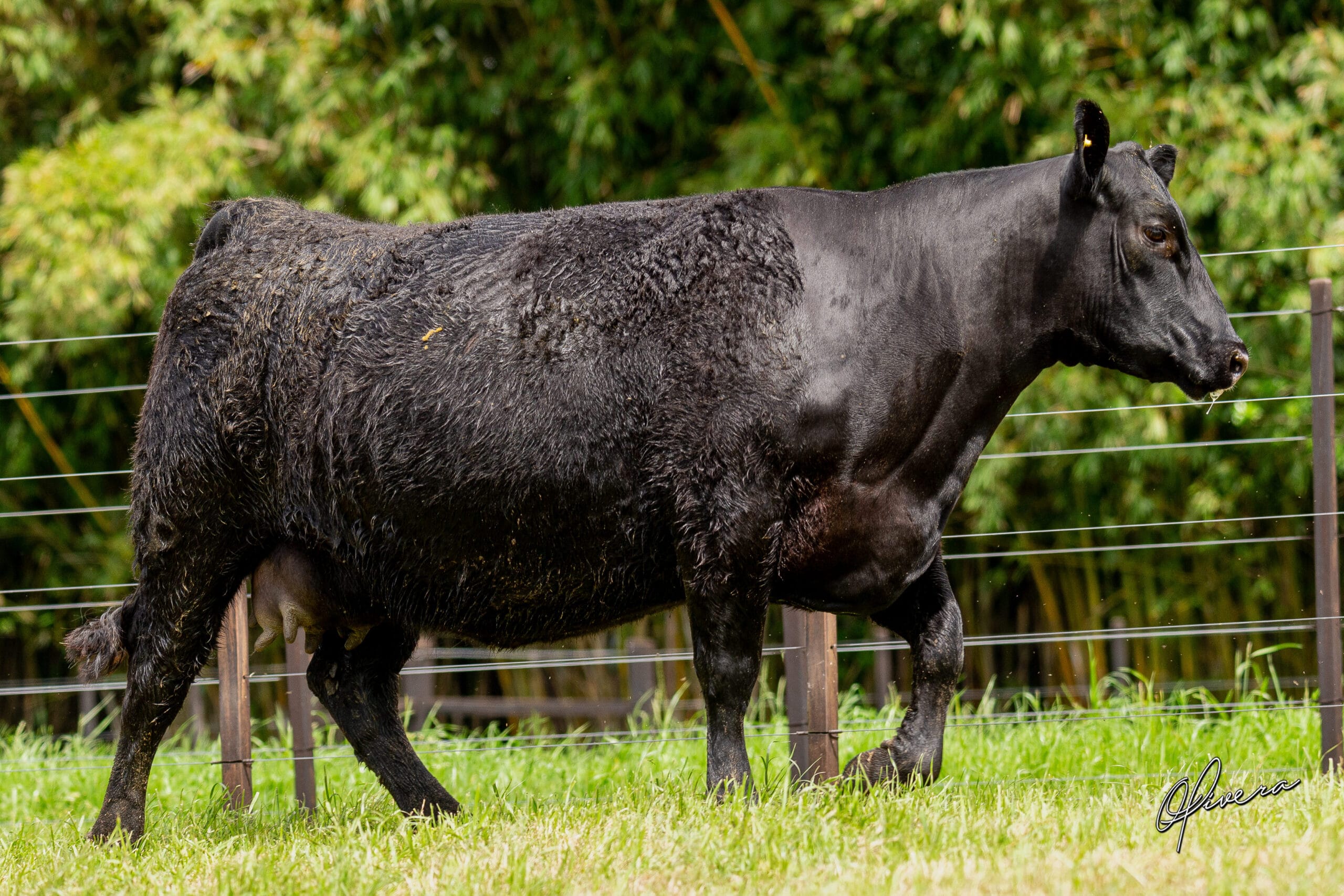 AO2I0464 - TAT 419 RECALADA - Foto Gabriel Olivera_AG El Campo 2023