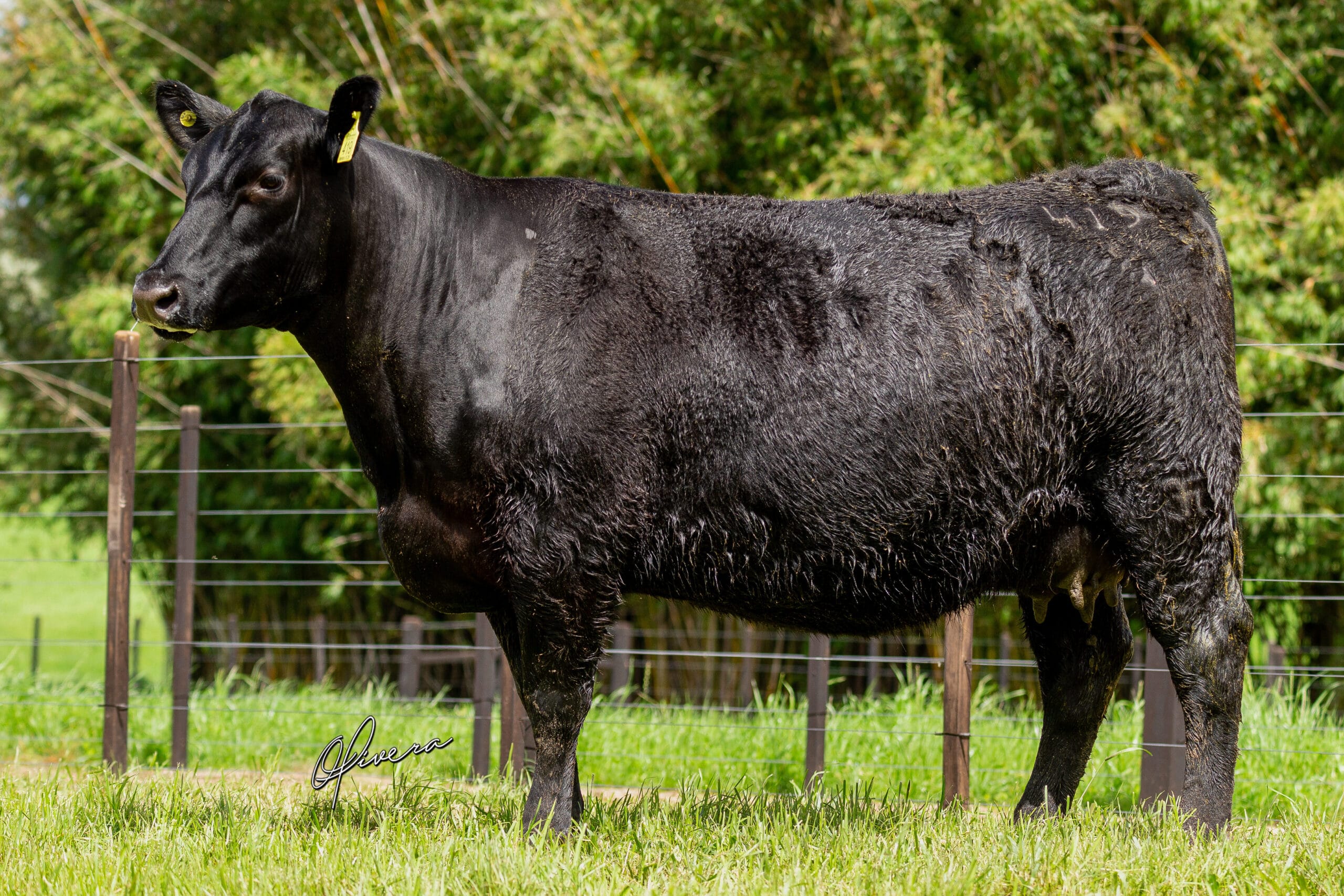 AO2I0511 - TAT 419 RECALADA - Foto Gabriel Olivera_AG El Campo 2023