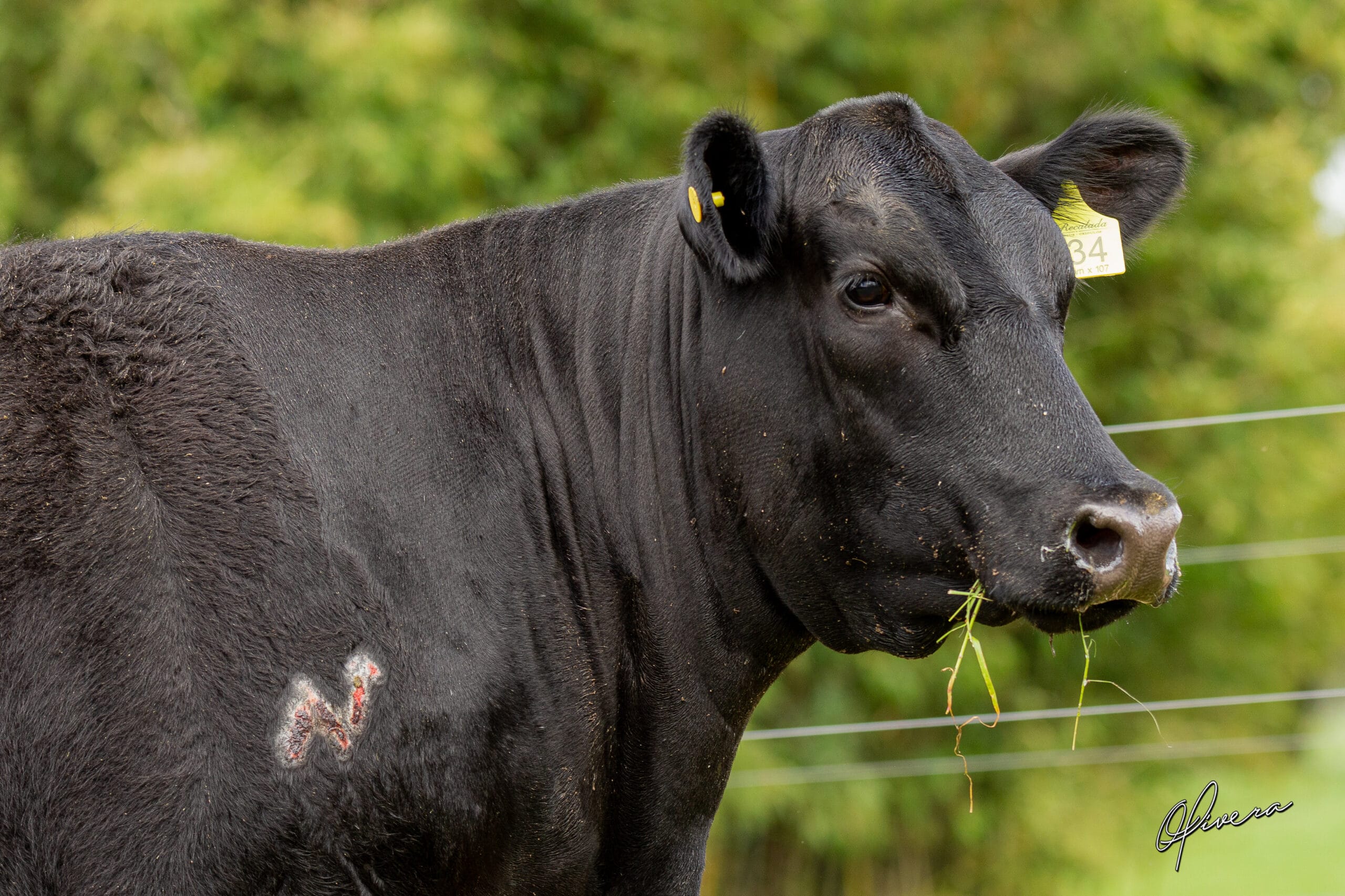 AO2I0521 - TAT 434 RECALADA - Foto Gabriel Olivera_AG El Campo 2023