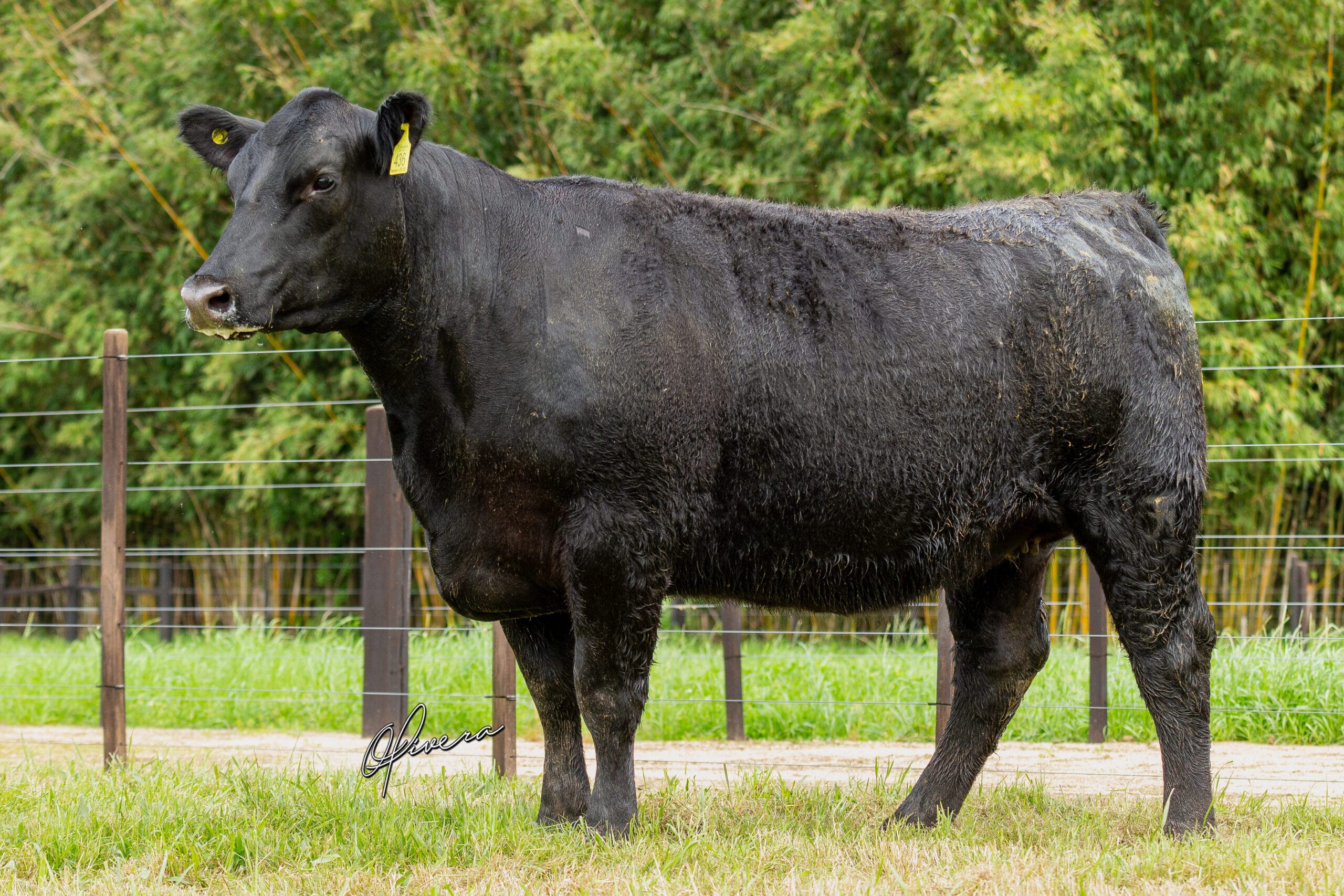 AO2I0596 - TAT 436 RECALADA - Foto Gabriel Olivera_AG El Campo 2023