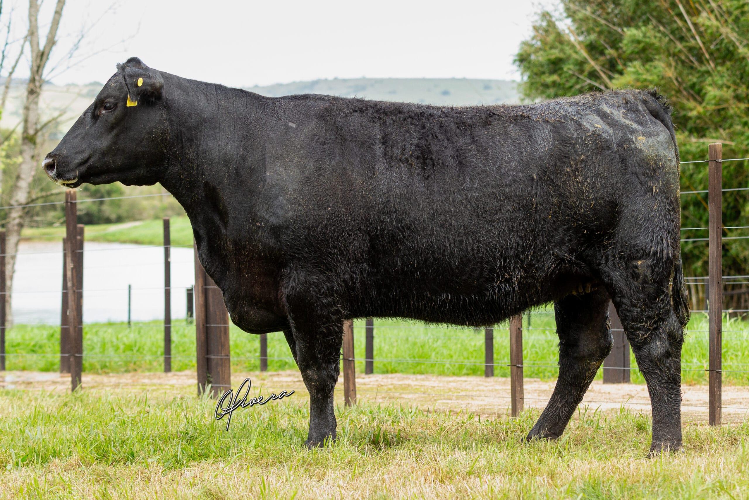 AO2I0598 - TAT 436 RECALADA - Foto Gabriel Olivera_AG El Campo 2023