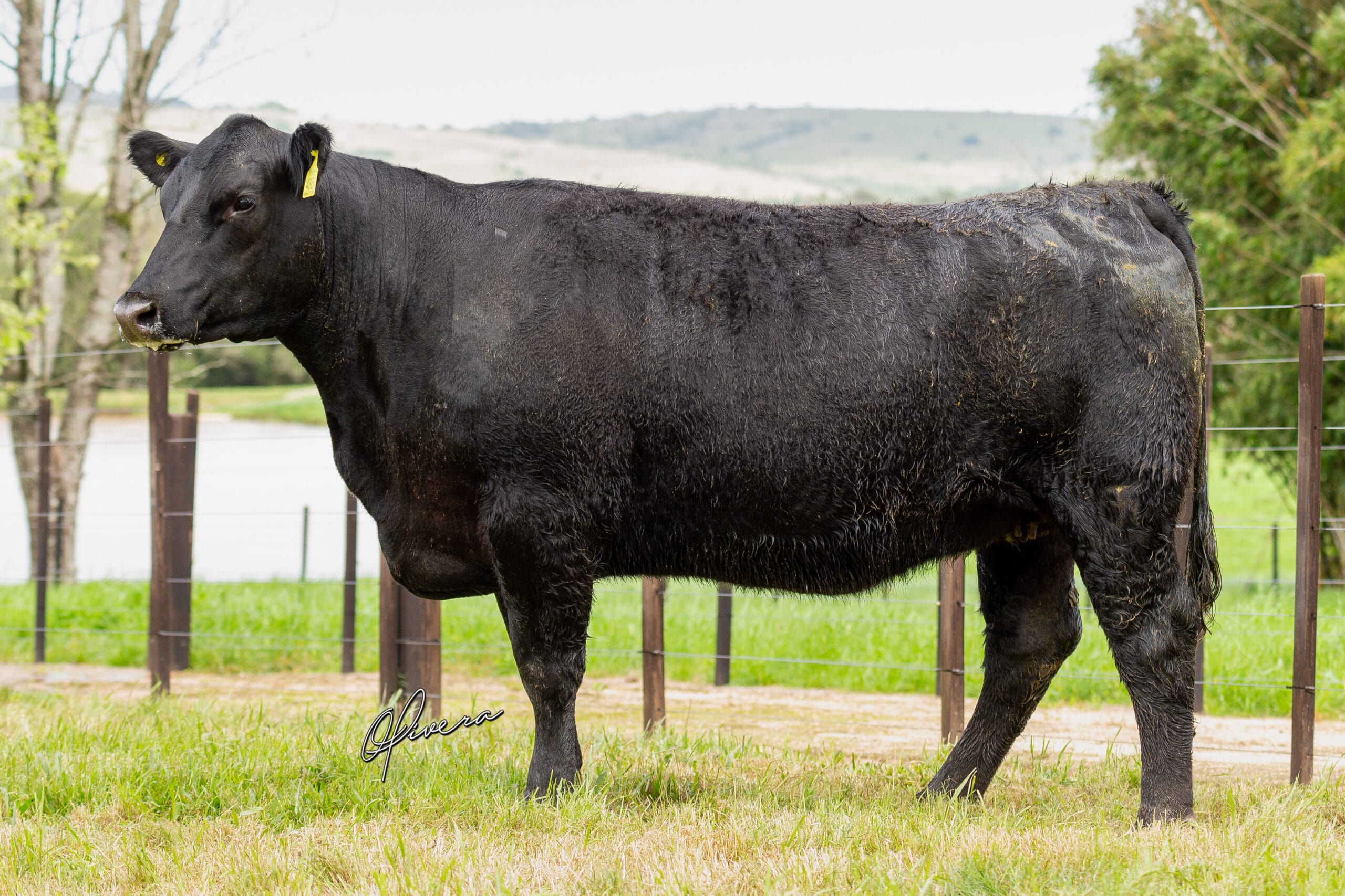 AO2I0606 - TAT 436 RECALADA - Foto Gabriel Olivera_AG El Campo 2023