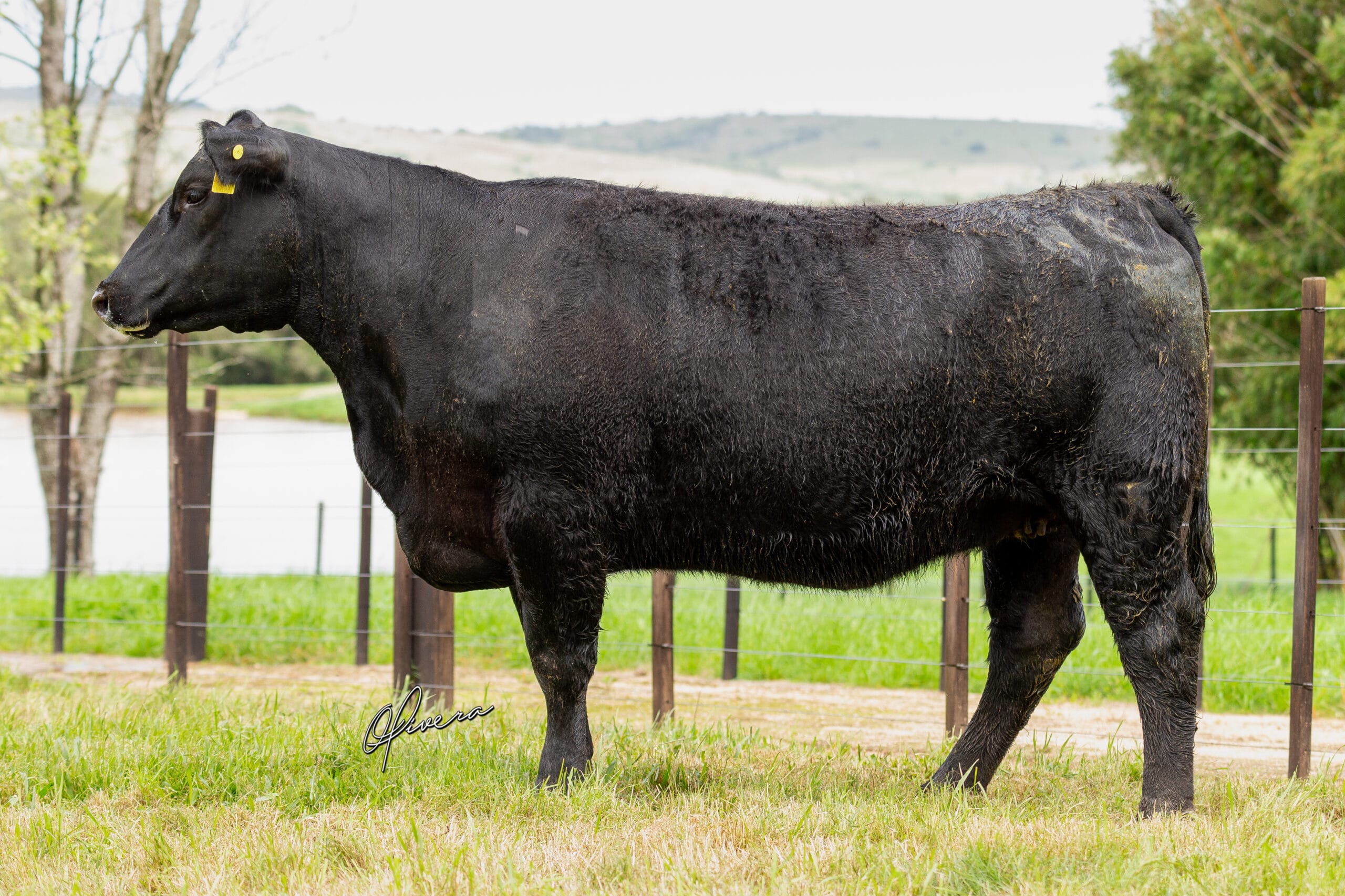 AO2I0608 - TAT 436 RECALADA - Foto Gabriel Olivera_AG El Campo 2023