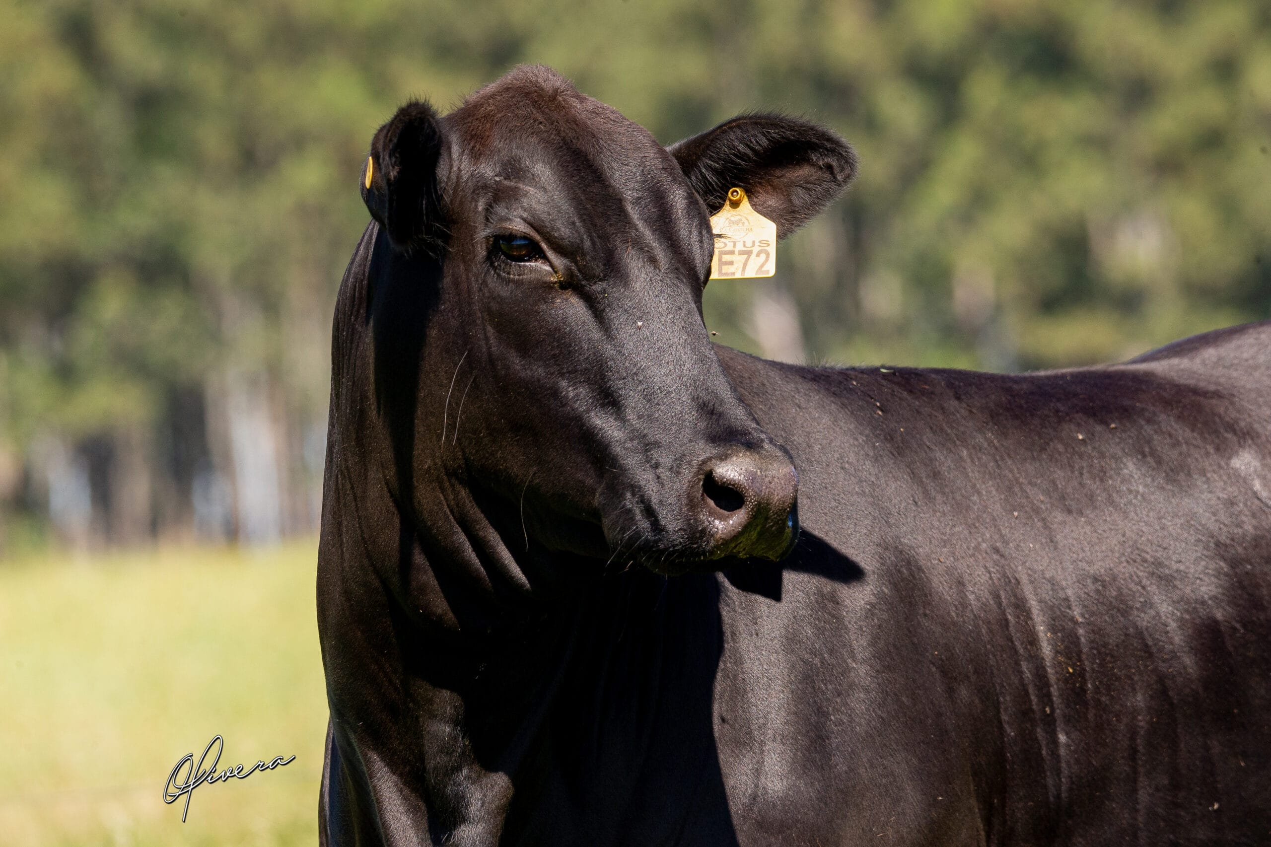 AO2I2410 - TAT te72 _Irmãos - Foto Gabriel Olivera_AG El Campo 2023