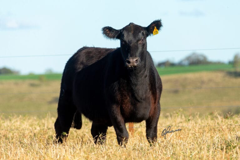 GRO_3998 - TAT 2329 Angus Rio da Paz 2021