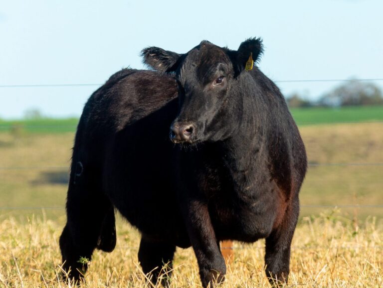 GRO_4001 - TAT 2329 Angus Rio da Paz 2021