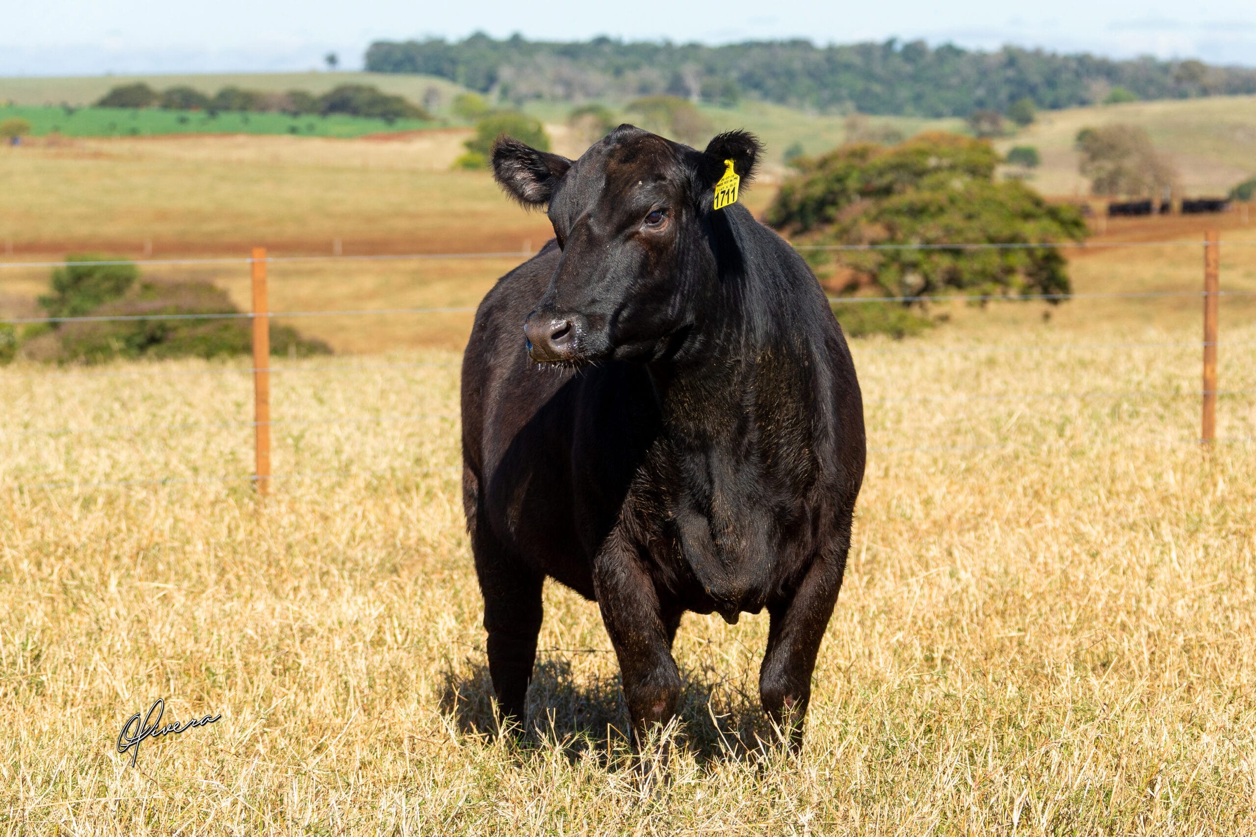 GRO_4235_TAT 1711 ANGUS RIO da PAZ 2021