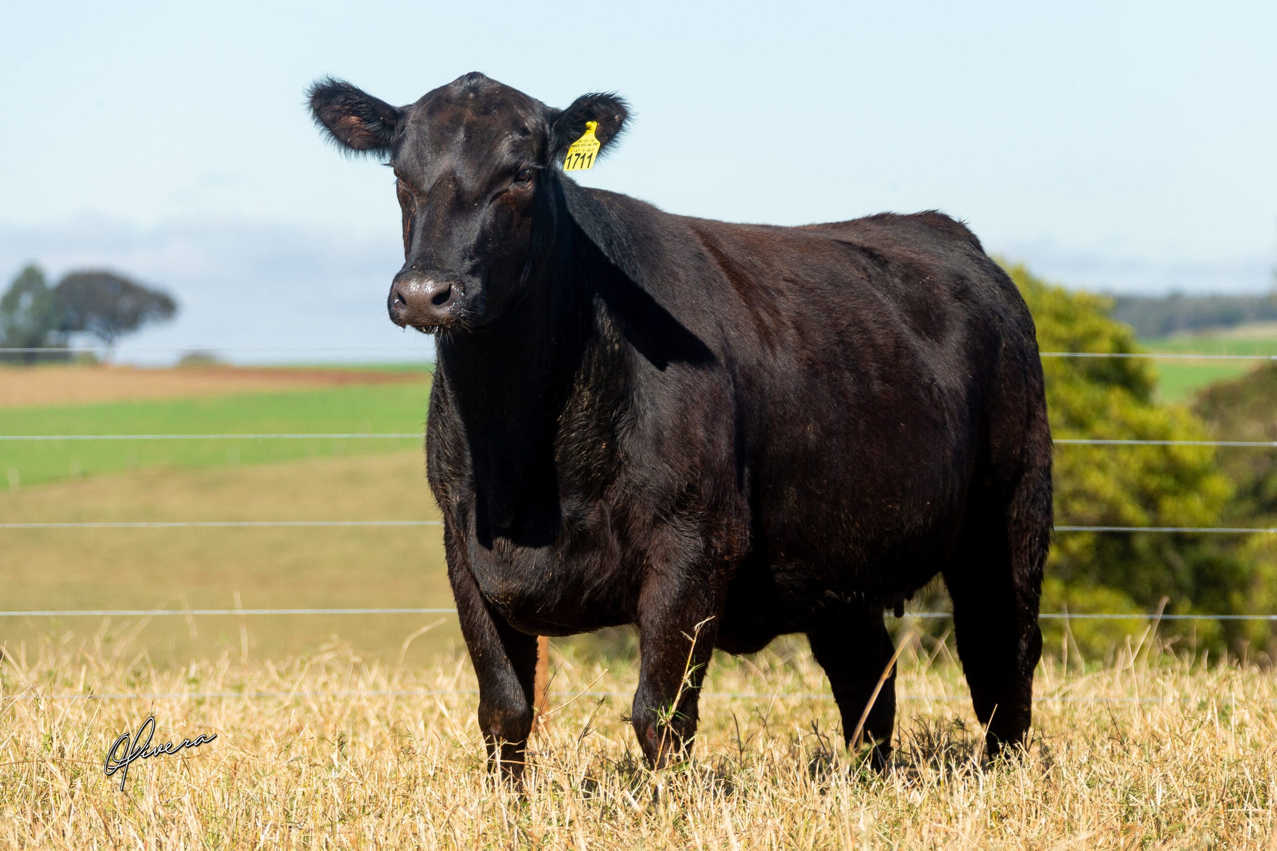 GRO_4239_TAT 1711 ANGUS RIO da PAZ 2021