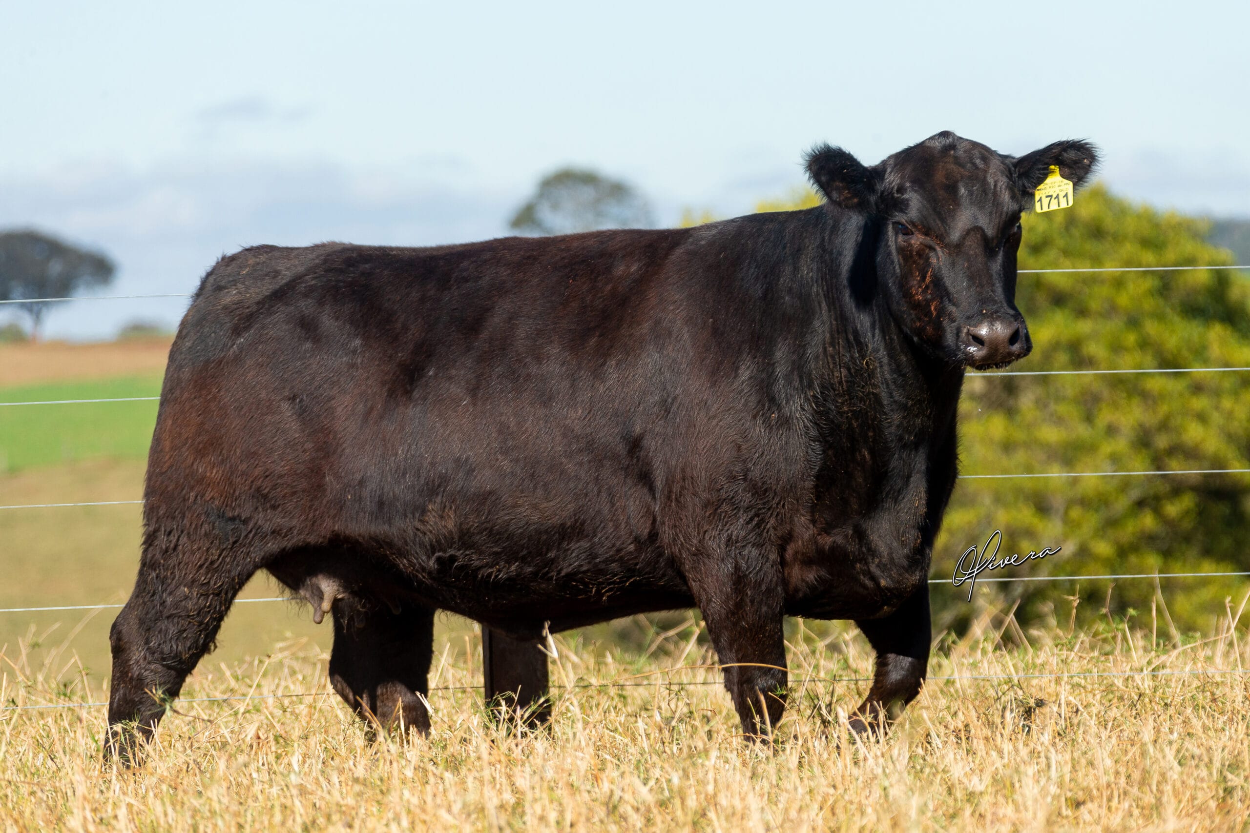 GRO_4243_TAT 1711 ANGUS RIO da PAZ 2021