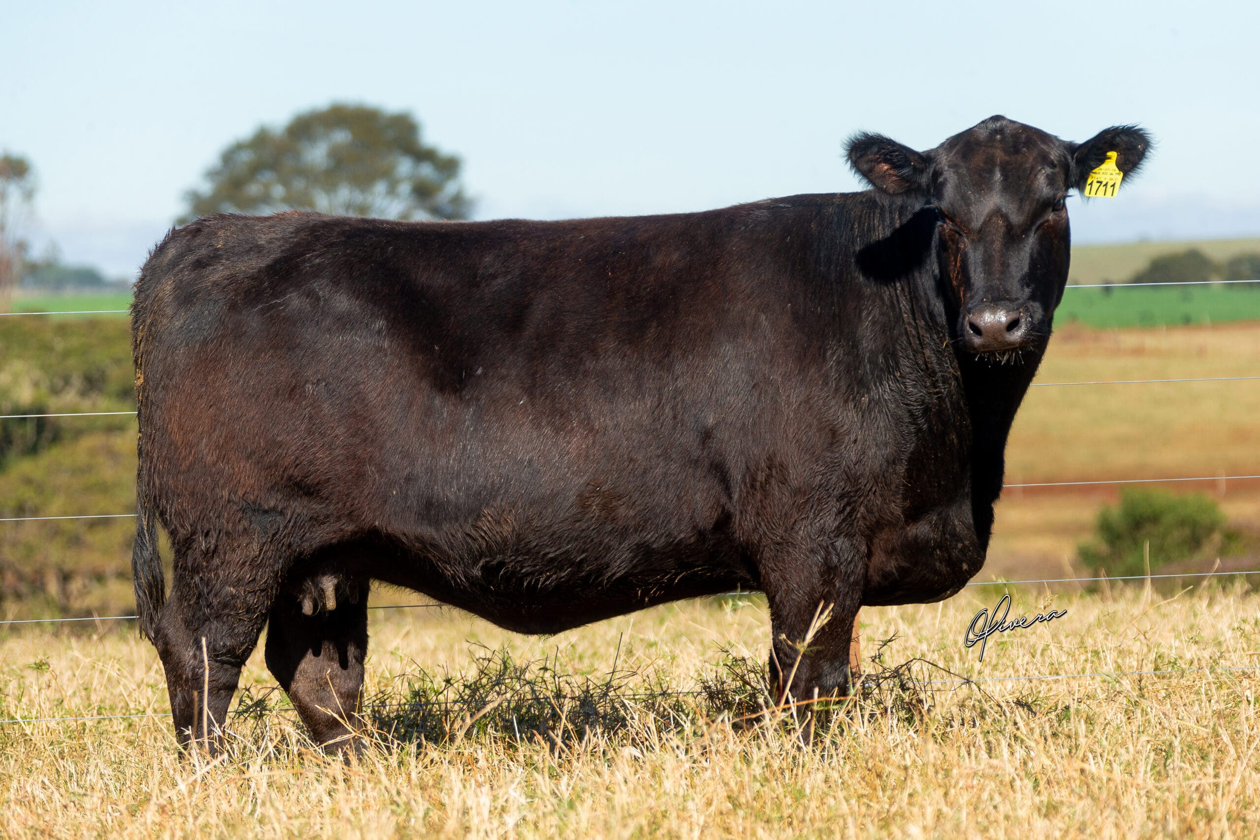 GRO_4249_TAT 1711 ANGUS RIO da PAZ 2021