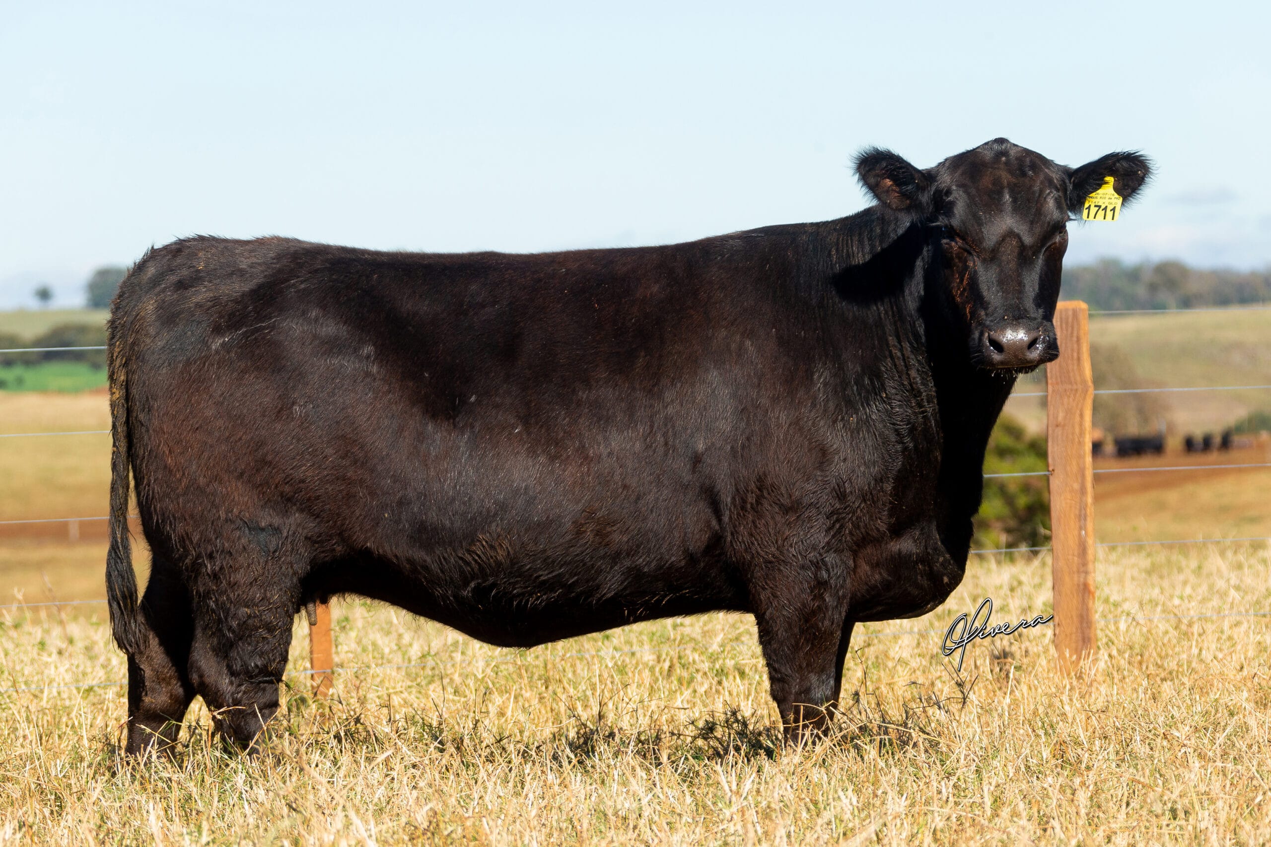 GRO_4255_TAT 1711 ANGUS RIO da PAZ 2021