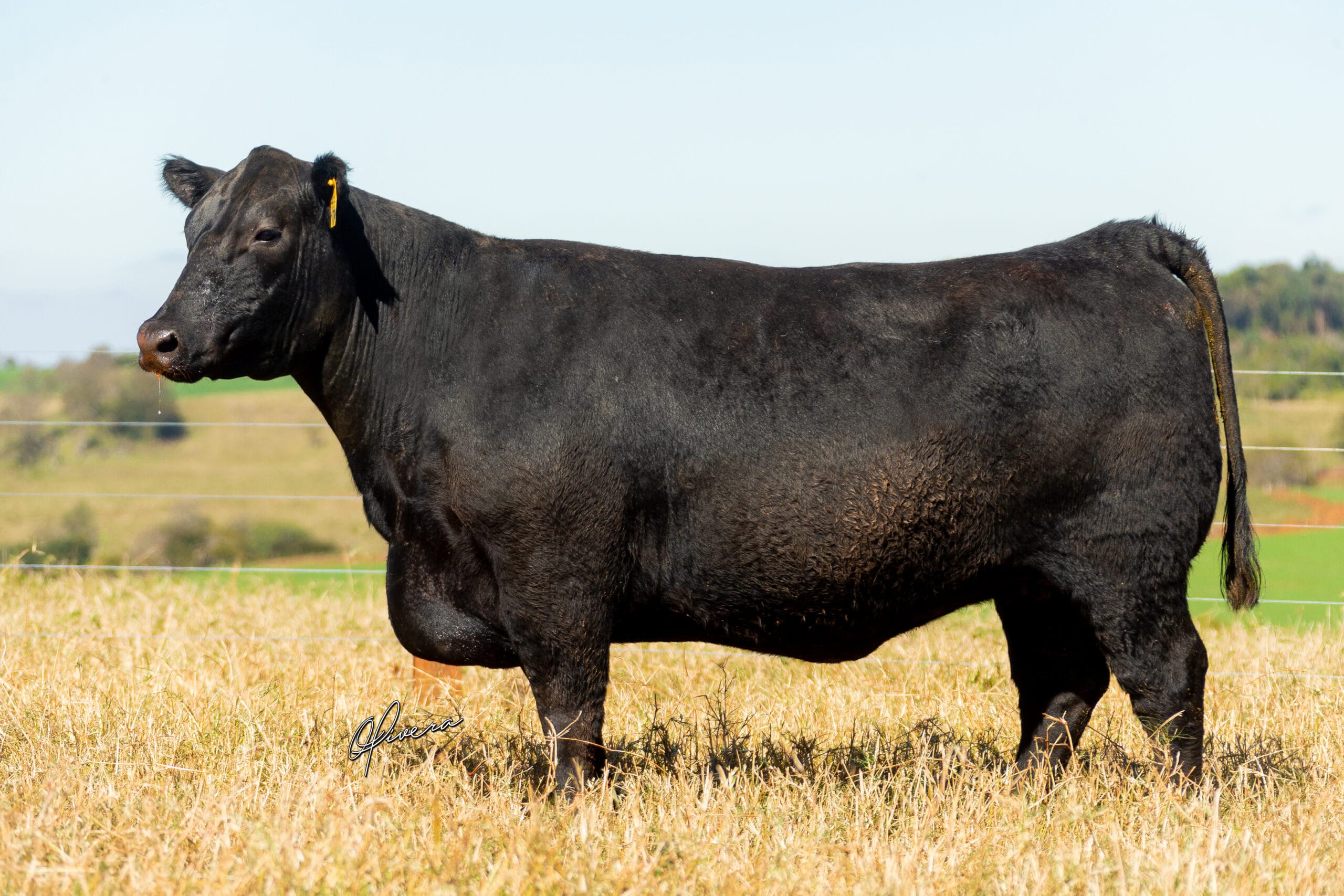 GRO_4369_TAT 1775 ANGUS RIO da PAZ 2021