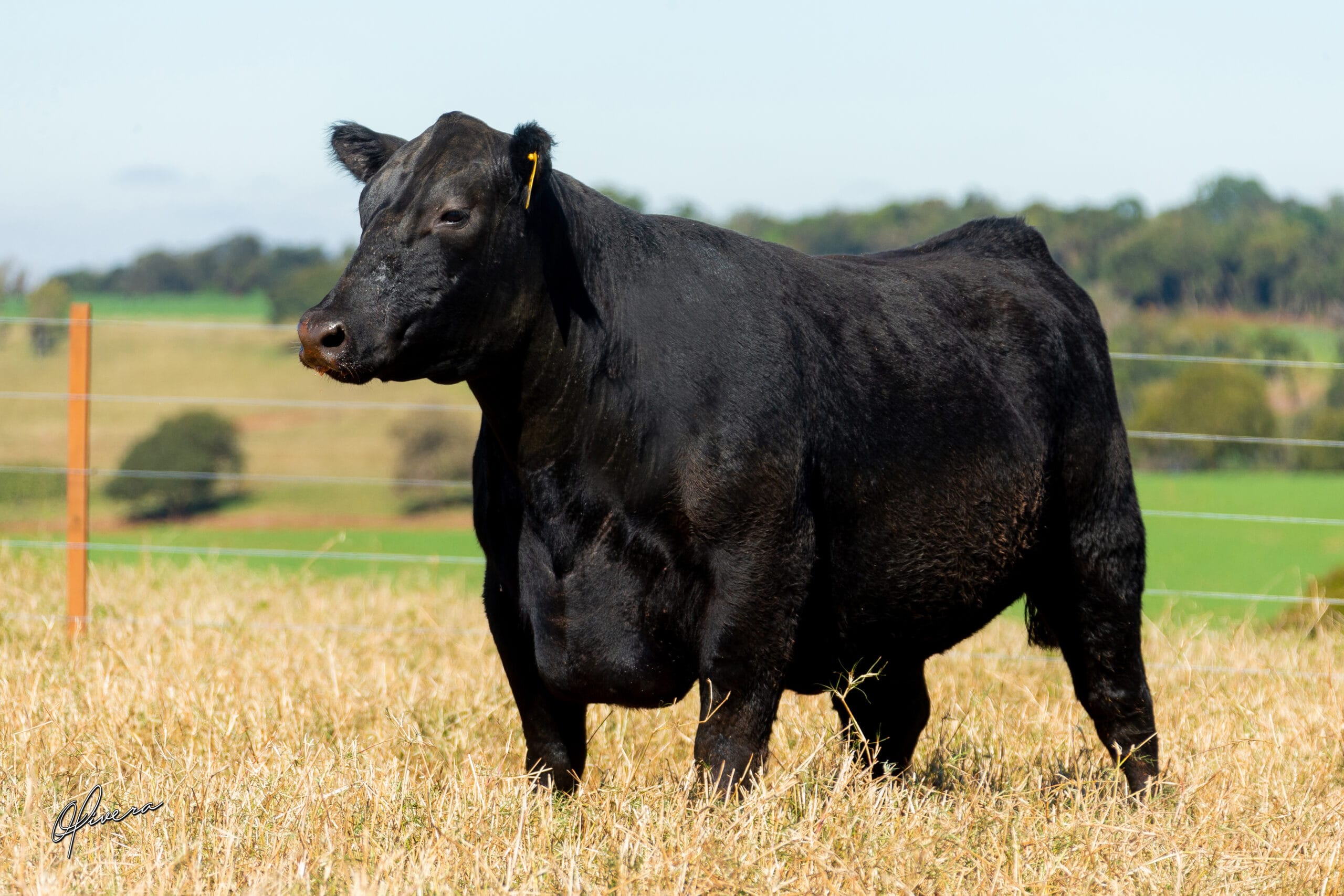 GRO_4385_TAT 1775 ANGUS RIO da PAZ 2021