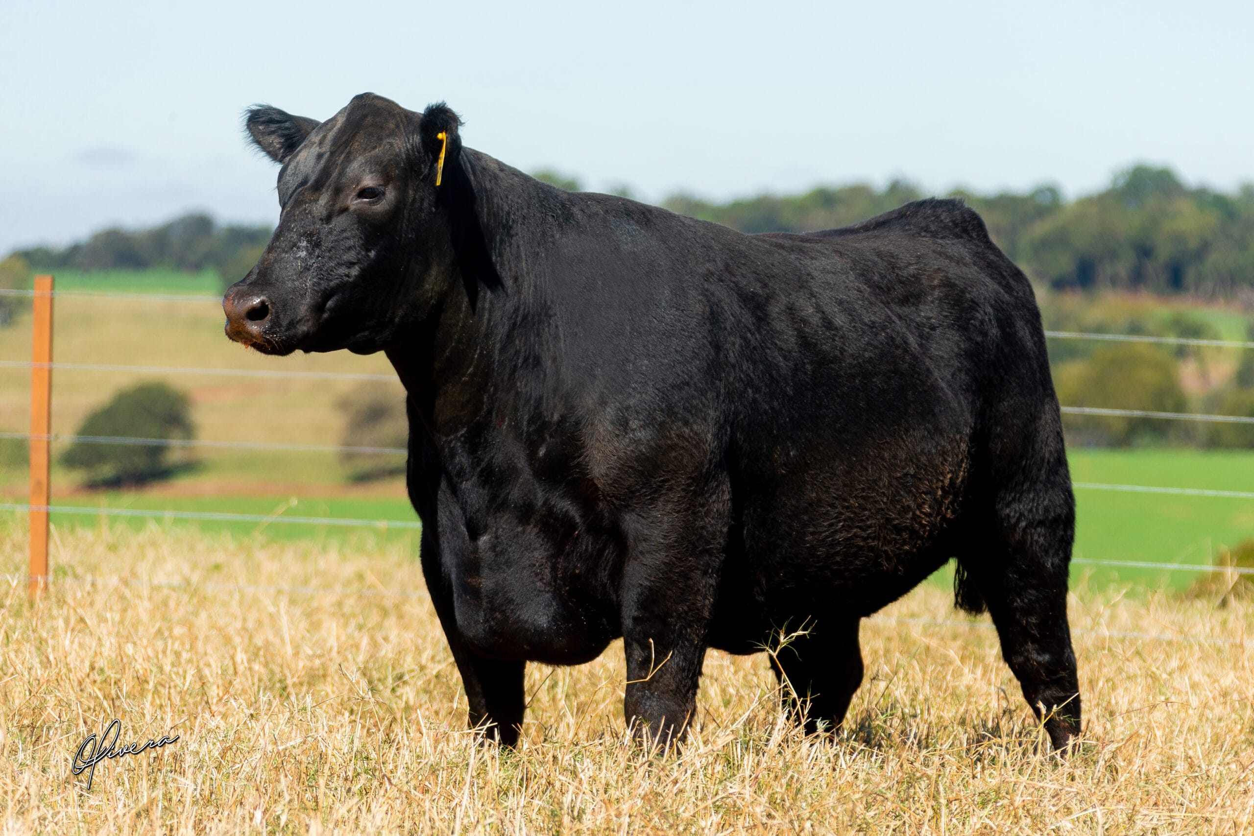 GRO_4387_TAT 1775 ANGUS RIO da PAZ 2021