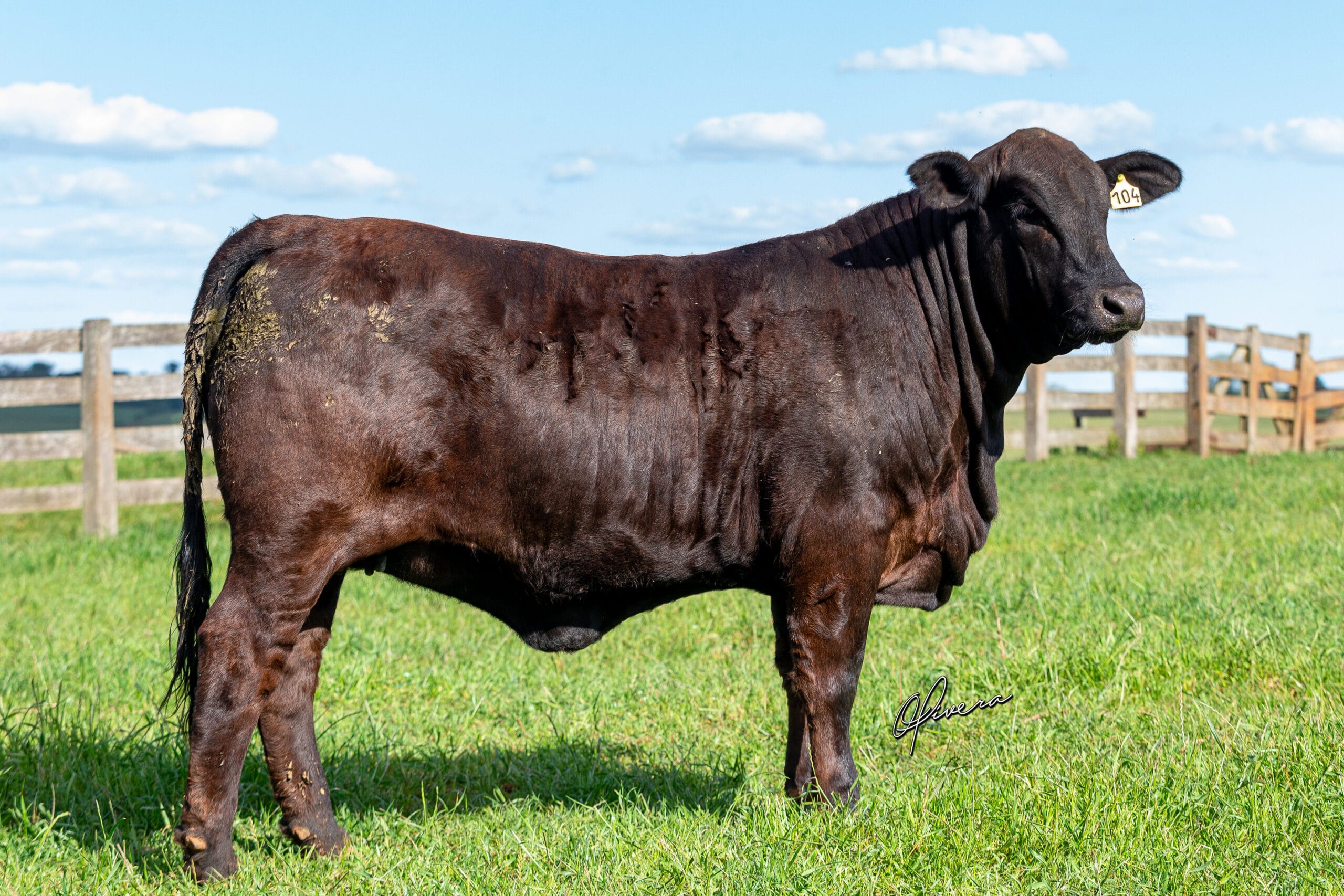 GRO_4447 - TAT te104 La Coxilha Parceria Genética 2022 (1)