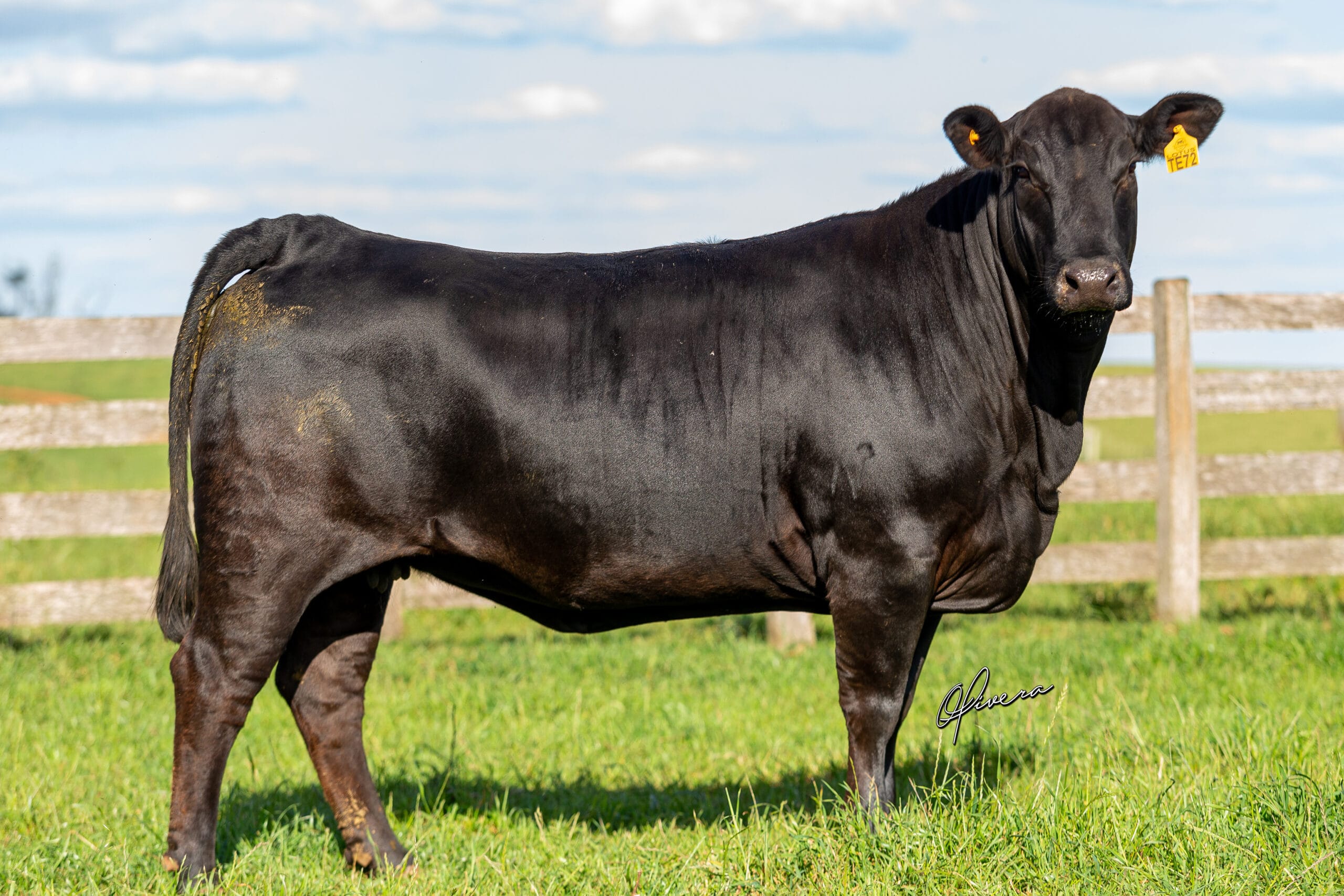 GRO_4565 - TAT TE72 La Coxilha Parceria Genética 2022