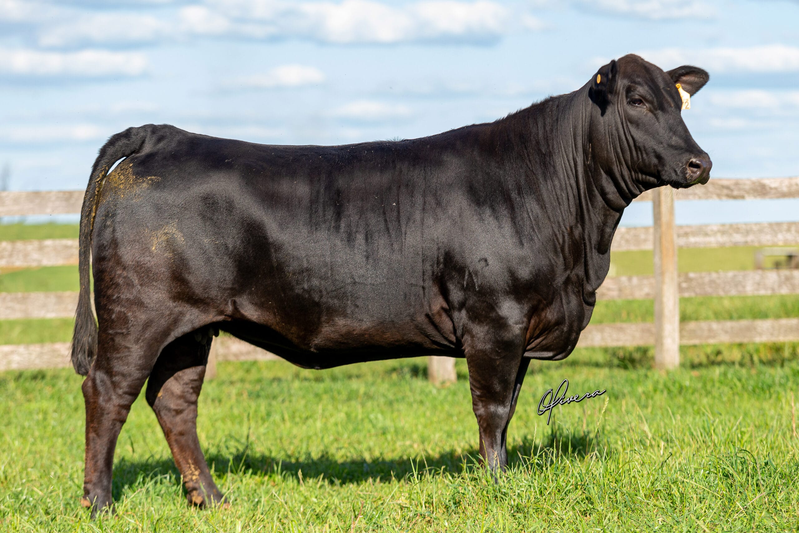 GRO_4568 - TAT TE72 La Coxilha Parceria Genética 2022