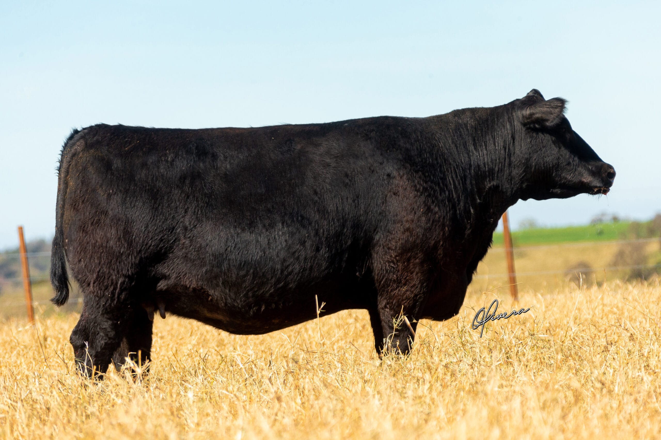 GRO_5368_TAT 1401 ANGUS RIO da PAZ 2021