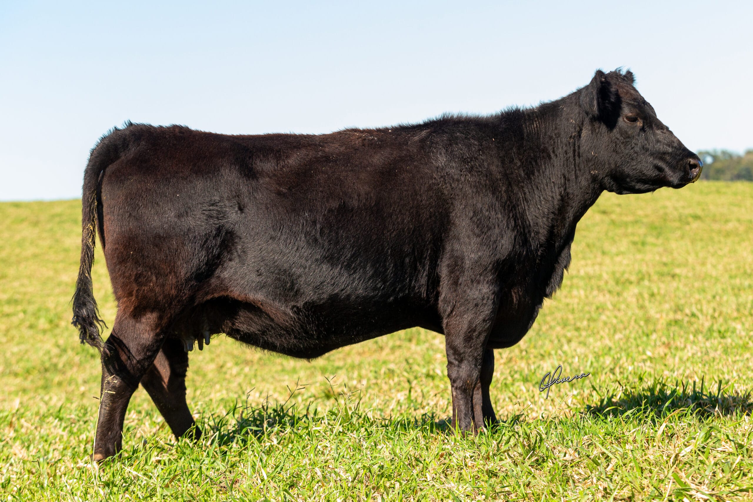 GRO_7100_Rota 1 LA COXILHA 2022