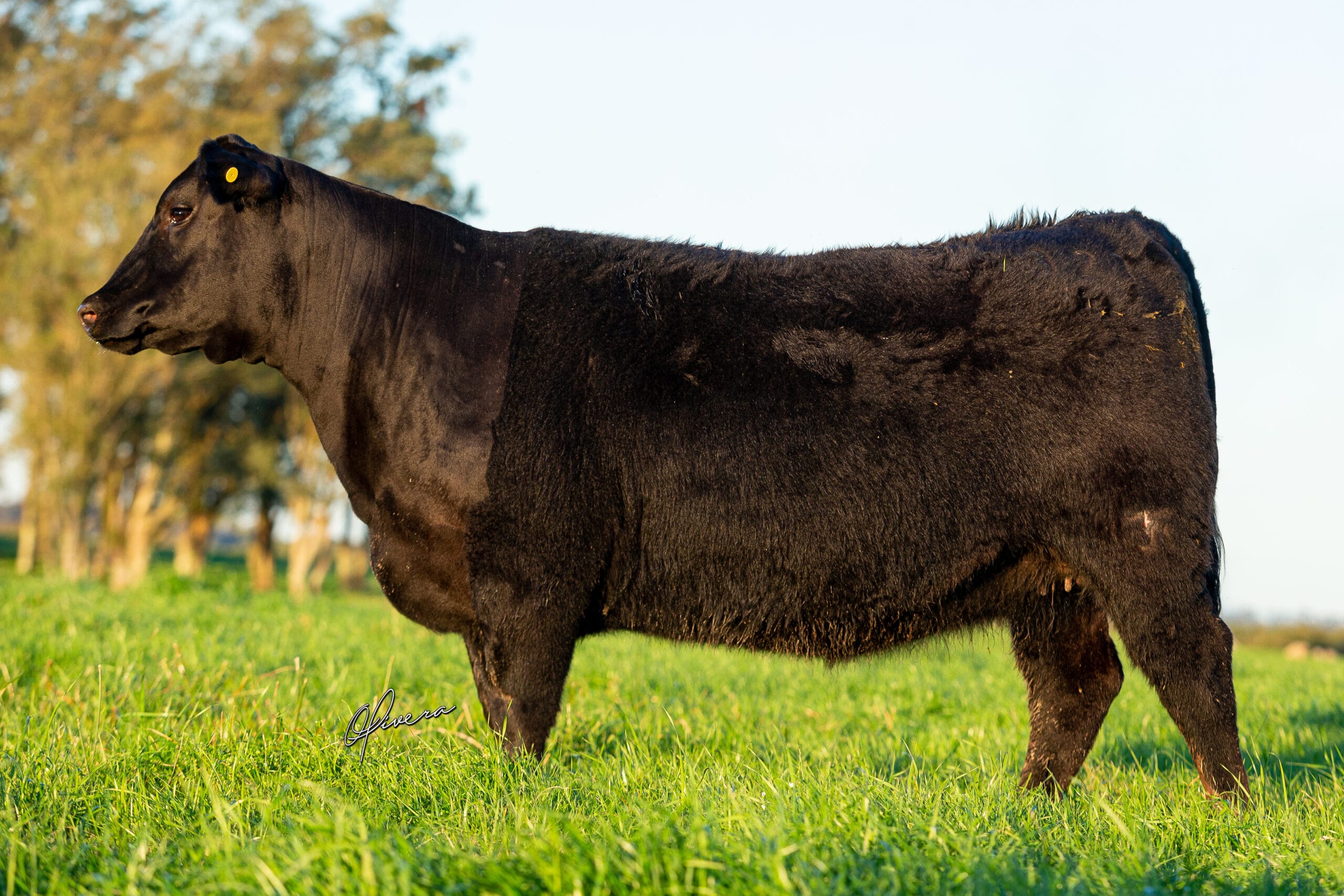 TAT 321 RECALADA 2022 _ Fotografia Gabriel Olivera - GRO_5569