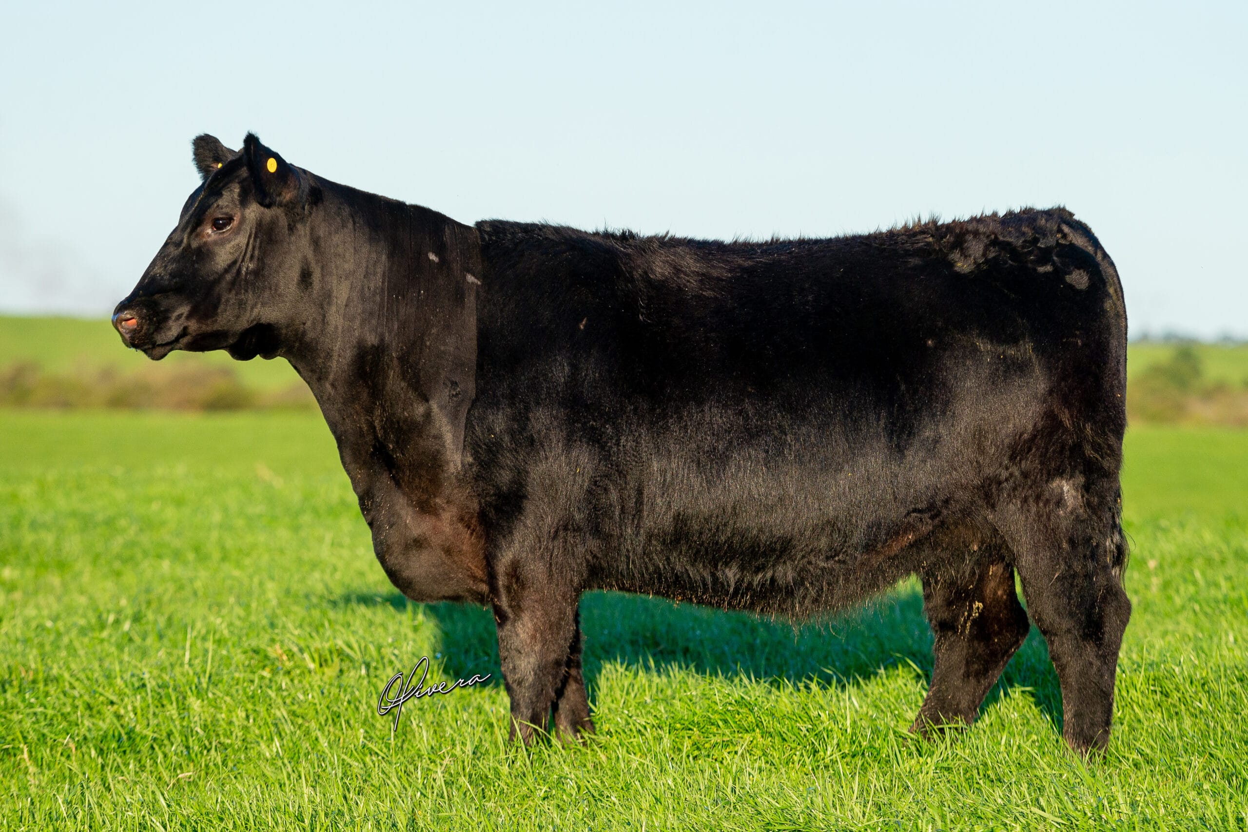 TAT 326 RECALADA 2022 _ Fotografia Gabriel Olivera - GRO_5537