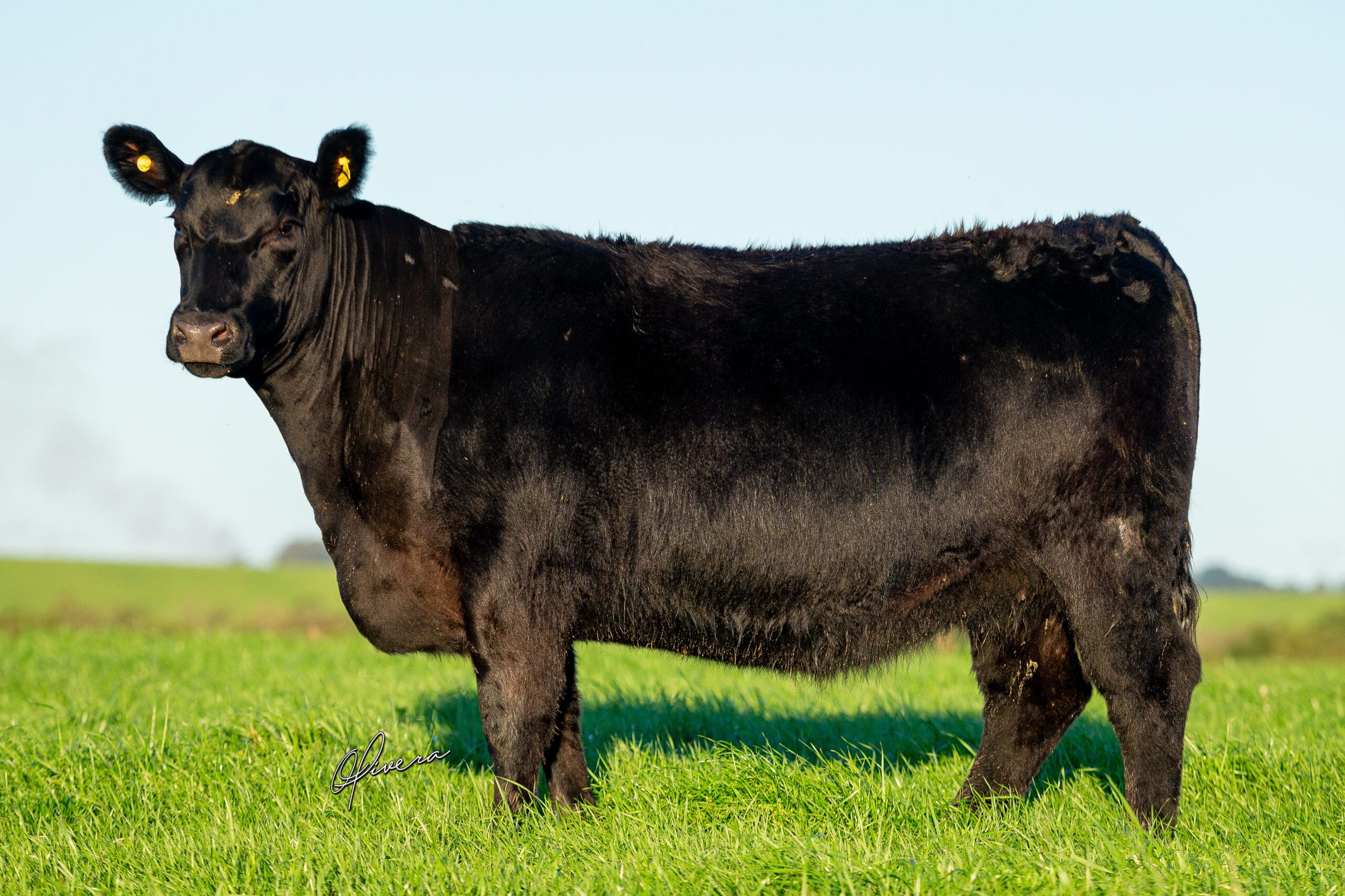 TAT 326 RECALADA 2022 _ Fotografia Gabriel Olivera - GRO_5539