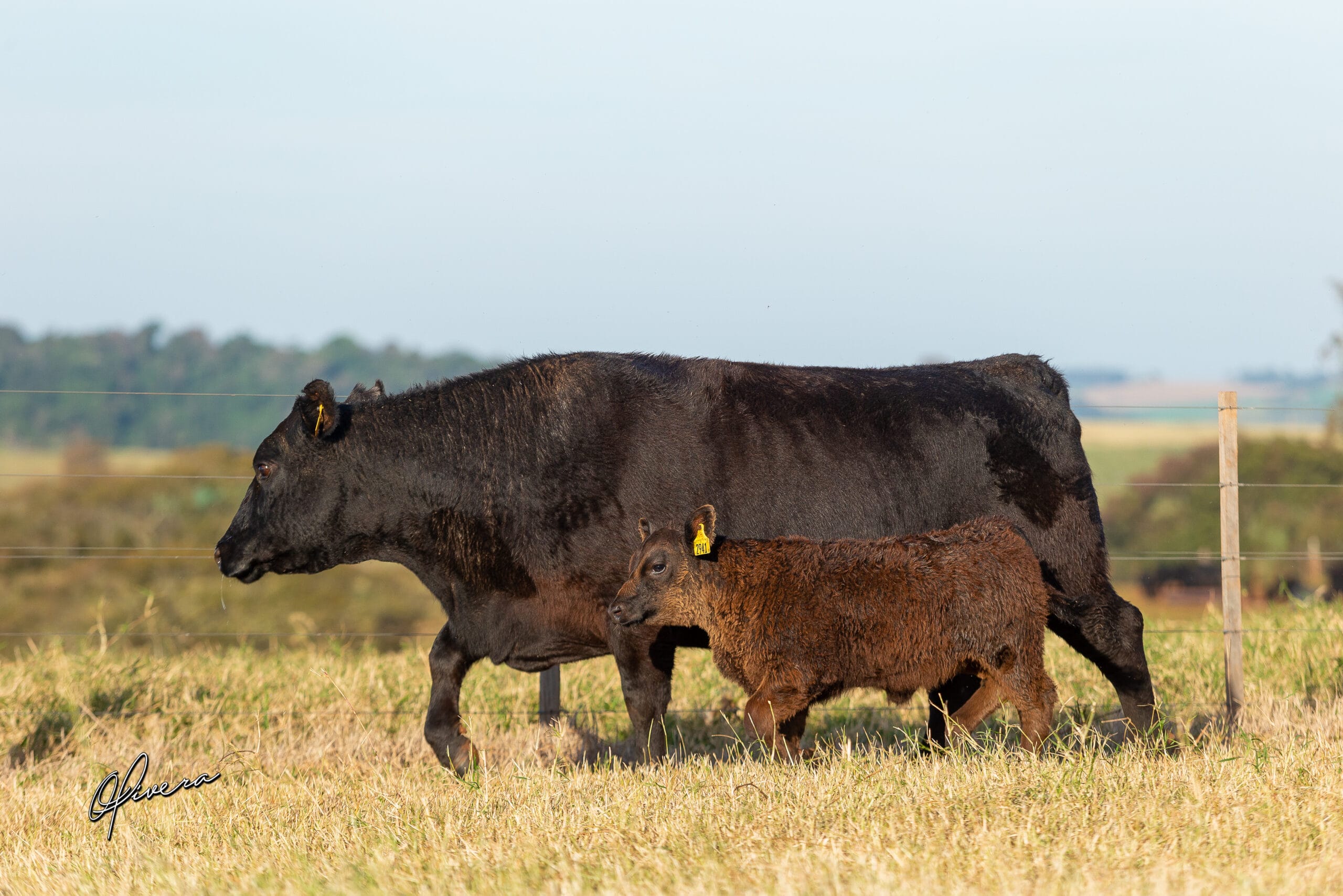 Tat 2121 Fêmea - Angus Rio Da Paz 2022-9396