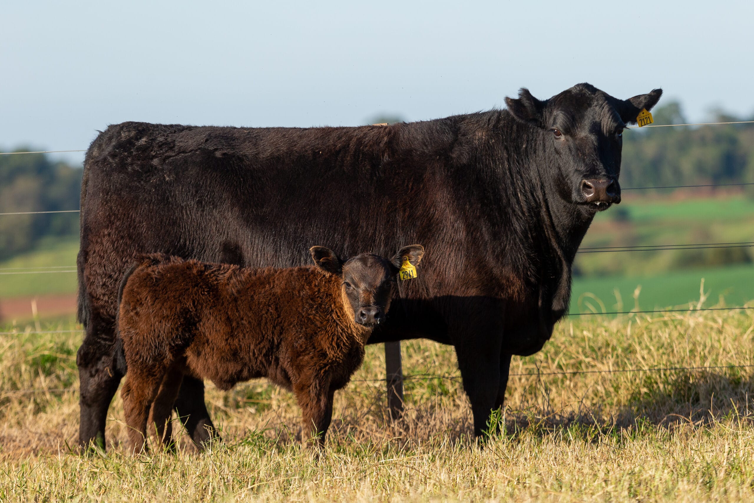 Tat 2121 Fêmea - Angus Rio Da Paz 2022-9407